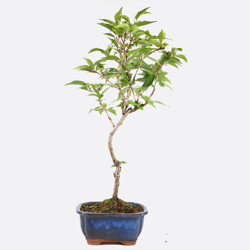 Prunus incisa - Fujikirsche, ca. 9 jährig, 35-40 cm, Gartenbonsai