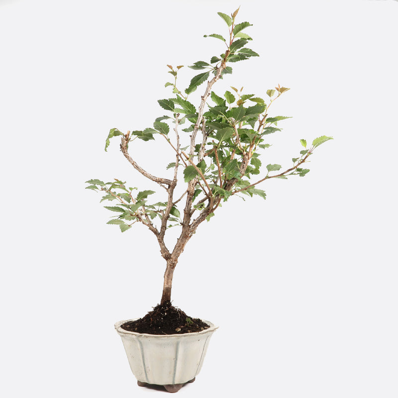 Prunus incisa - Fujikirsche, ca. 9 jährig, 40-45 cm, Gartenbonsai