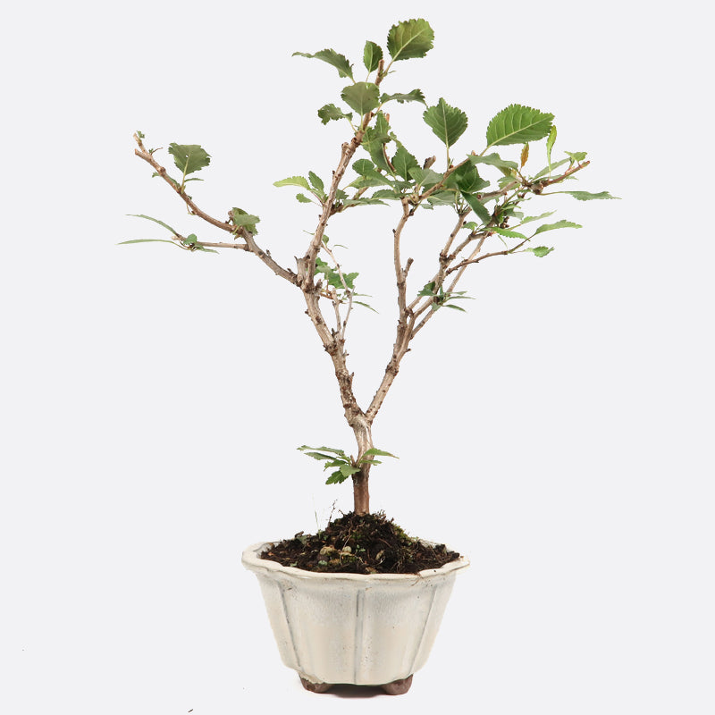 Prunus incisa - Fujikirsche, ca. 9 jährig, 30-35 cm, Gartenbonsai