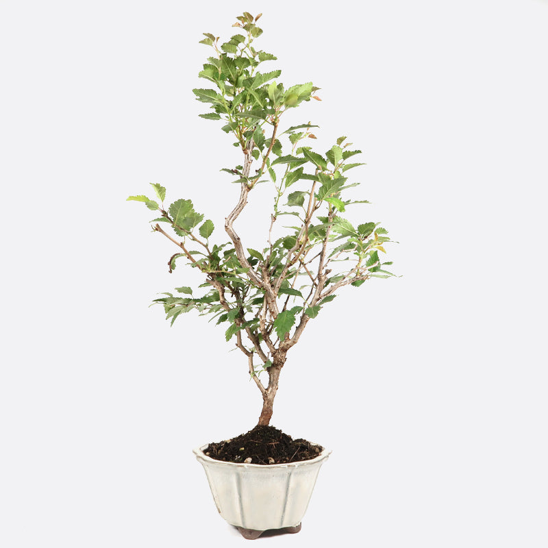 Prunus incisa - Fujikirsche, ca. 9 jährig, 40-45 cm, Gartenbonsai