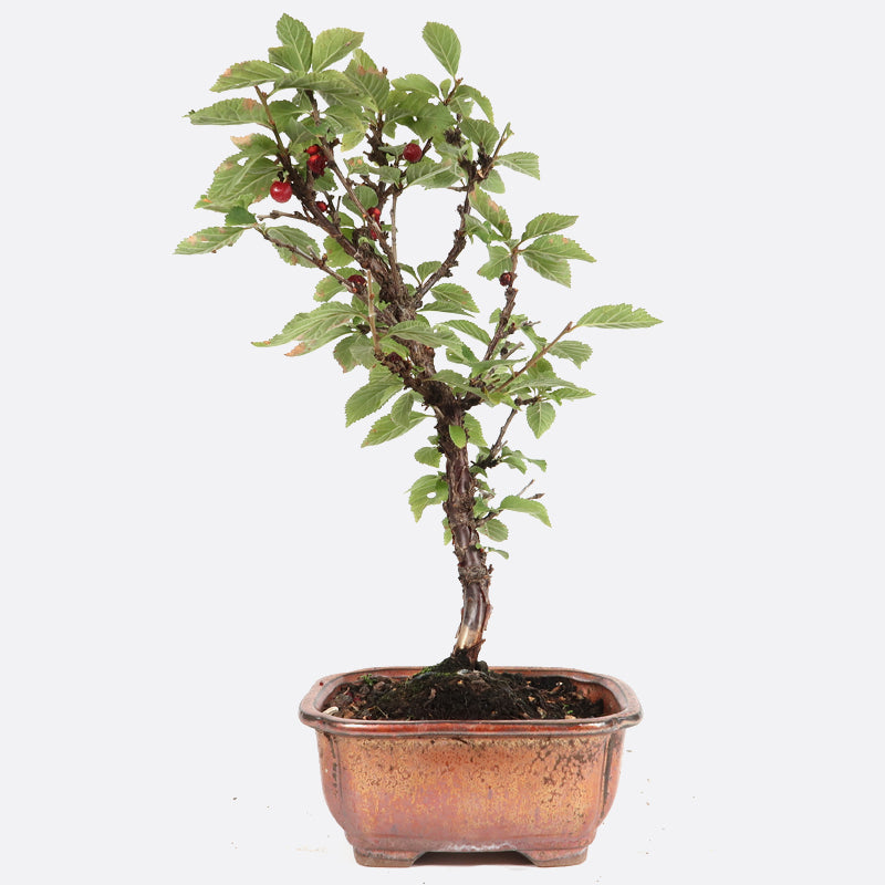 Prunus incisa - Fujikirsche, ca. 9 jährig, 35-40 cm, Gartenbonsai