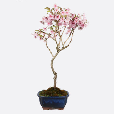 Prunus incisa - Fujikirsche, ca. 9 jährig, 35-40 cm, Gartenbonsai