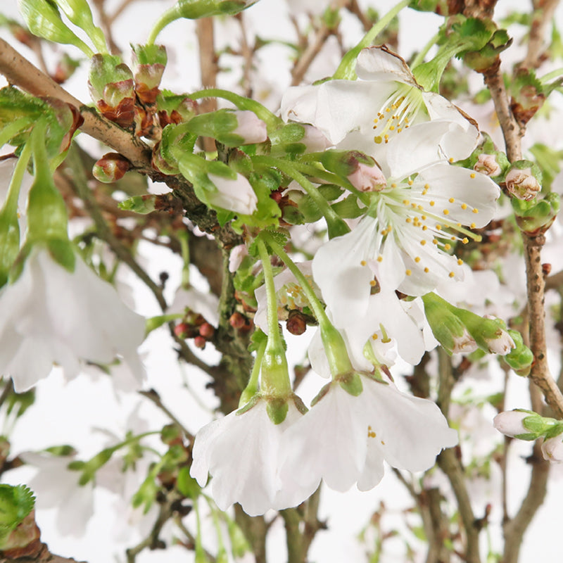 Prunus incisa - Fuji-Kirsche - Pflanze zum Gestalten