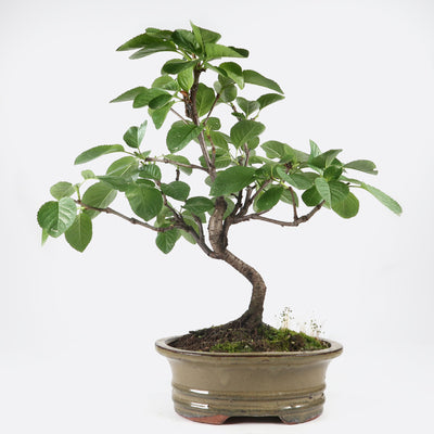 Prunus mahaleb - Felsenkirsche, ca. 11 jährig, 40-45 cm, Gartenbonsai