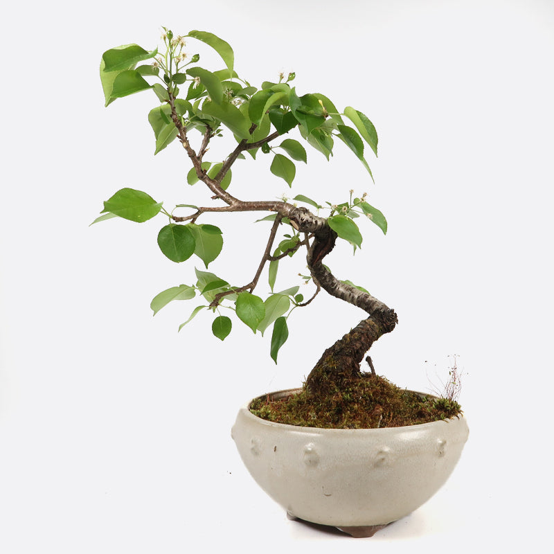 Prunus mahaleb- Felsenkirsche, ca. 13 jährig, 30-35 cm, Gartenbonsai