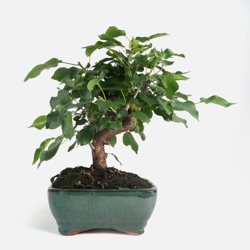 Prunus mahaleb- Felsenkirsche, ca. 8-9 jährig, 25-30 cm, Gartenbonsai