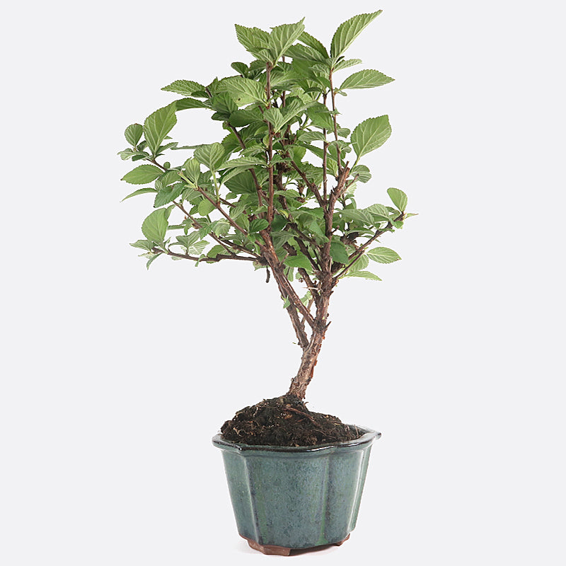 Prunus tomentosa - Nankin-Kirsche, ca. 8 jährig, 35-40 cm, Gartenbonsai