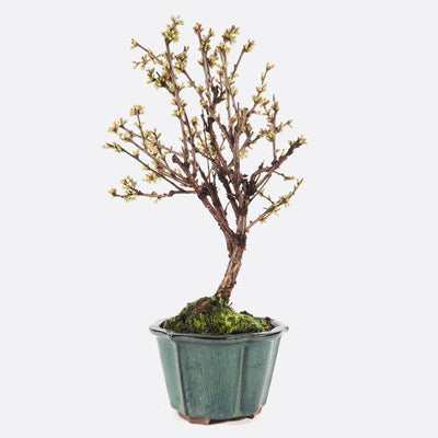 Prunus tomentosa - Nankin-Kirsche, ca. 8 jährig, 35-40 cm, Gartenbonsai