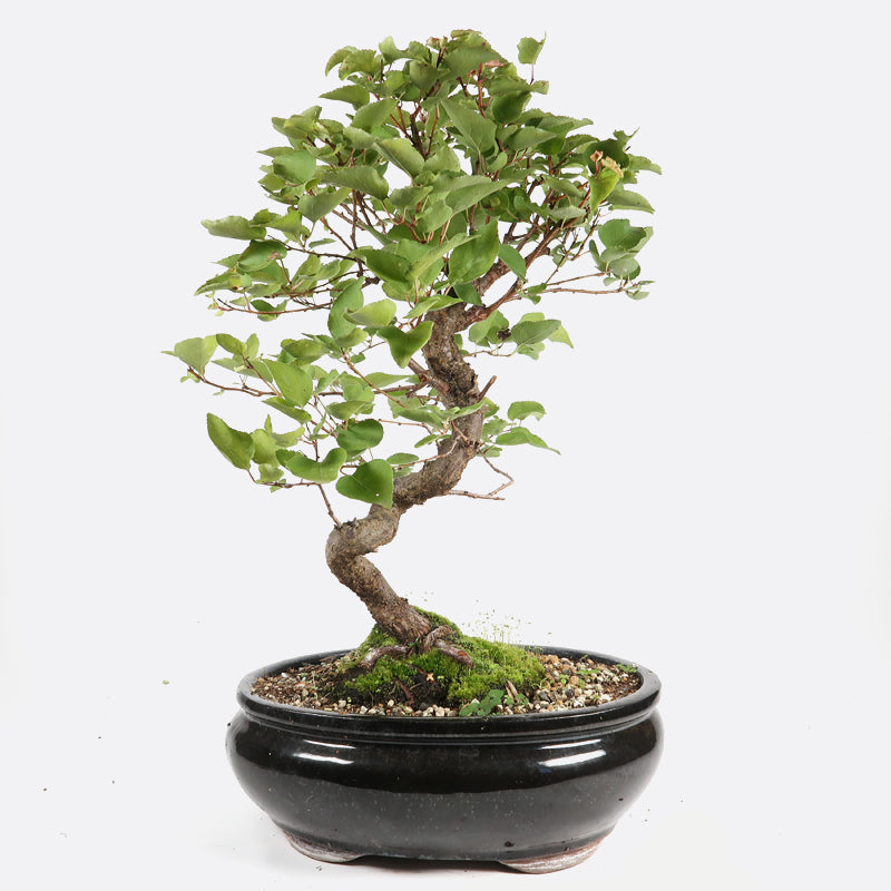 Prunus domestica - Pflaume, ca. 17 jährig, 45-50 cm, Gartenbonsai