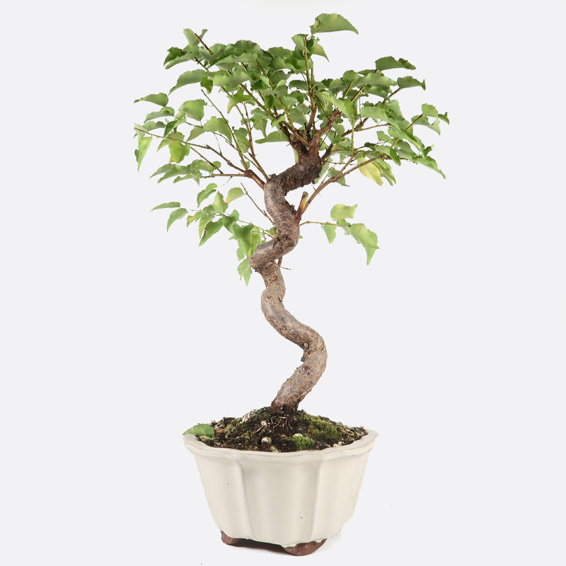 Prunus domestica - Pflaume, ca. 17 jährig, 40-45 cm, Gartenbonsai