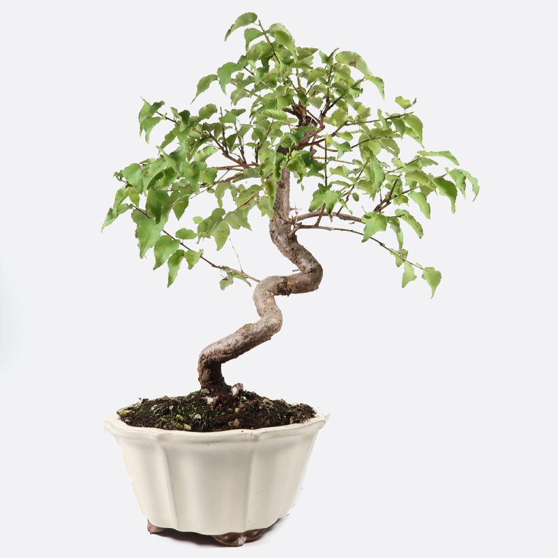 Prunus domestica - Pflaume, ca. 17 jährig, 40-45 cm, Gartenbonsai