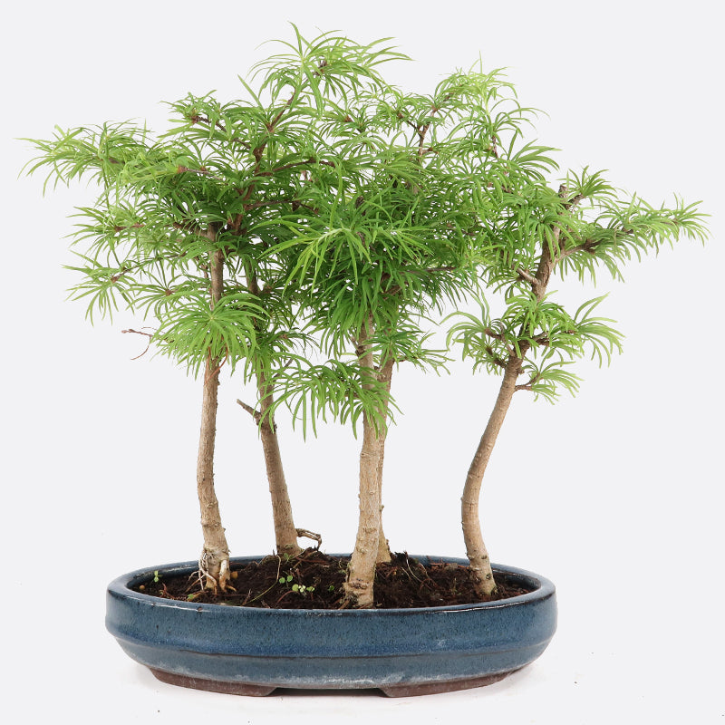 Pseudolarix - Goldlärche, ca. 4,5,6 jährig, 25-30 cm Gartenbonsai