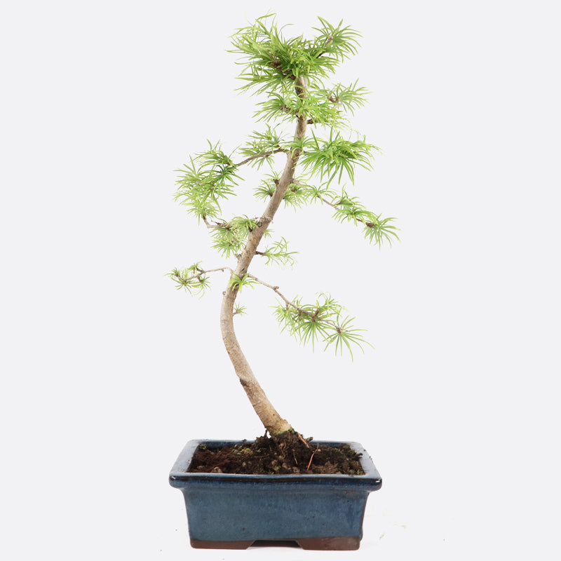 Pseudolarix - Goldlärche, ca. 7-8 jährig, 25-30 cm Gartenbonsai