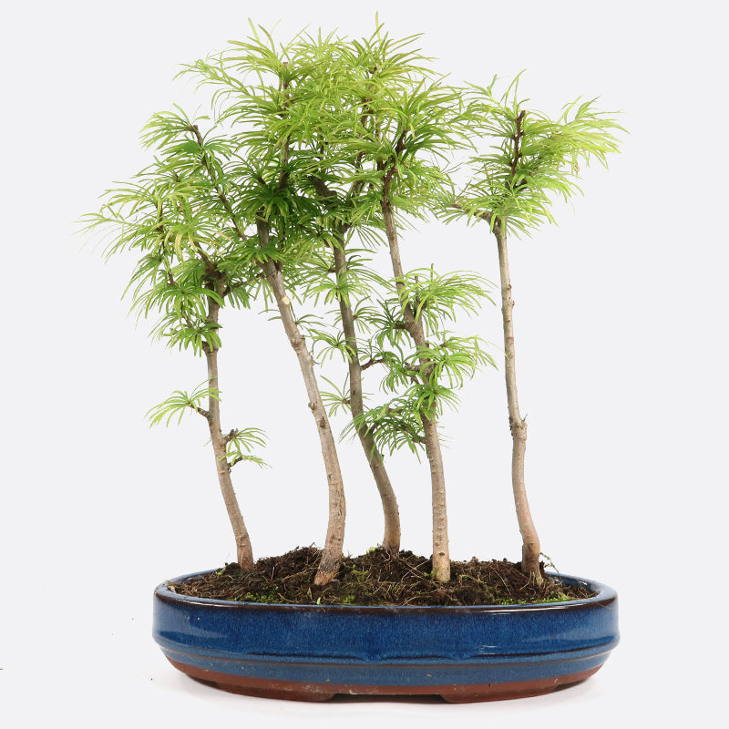 Pseudolarix - Goldlärche, ca.4,5,6 jährig, 35-40 cm Gartenbonsai