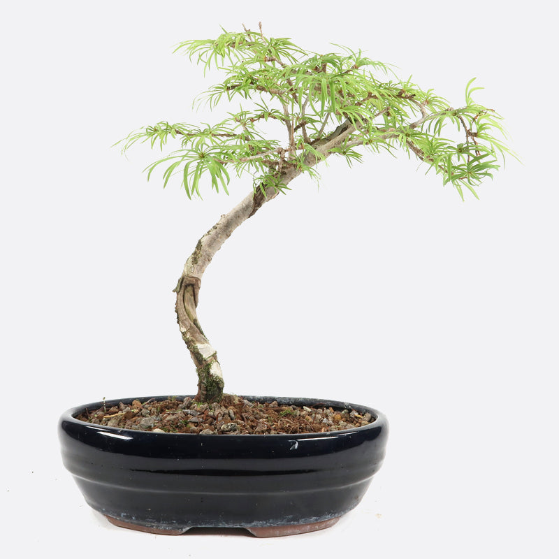 Pseudolarix - Goldlärche, ca. 8 jährig, 25-30 cm Gartenbonsai