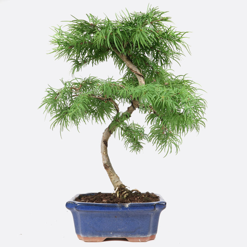 Pseudolarix - Goldlärche, ca. 9-10 jährig, 40-45 cm, Gartenbonsai