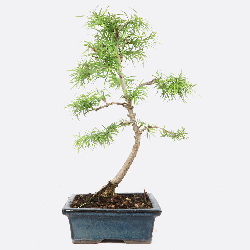 Pseudolarix - Goldlärche, ca. 7-8 jährig, 25-30 cm Gartenbonsai