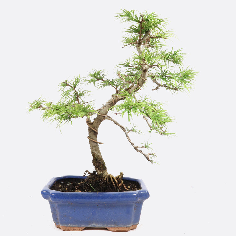 Pseudolarix - Goldlärche, ca. 9-10 jährig, 35-40 cm, Gartenbonsai