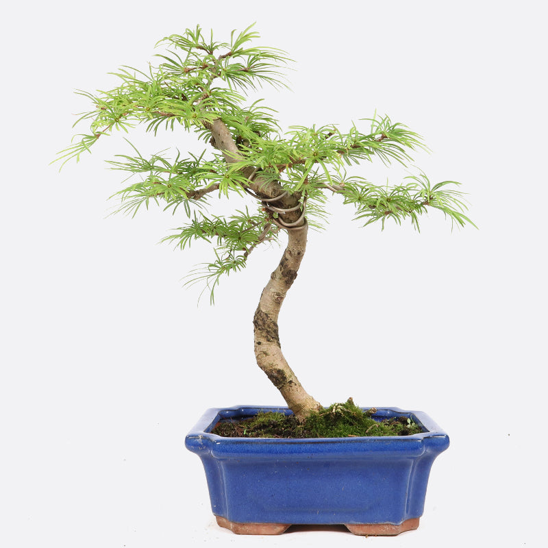 Pseudolarix - Goldlärche, ca. 9-10 jährig, 35-40 cm, Gartenbonsai