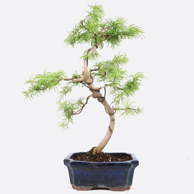 Pseudolarix - Goldlärche, ca. 8 jährig, 35-40 cm Gartenbonsai