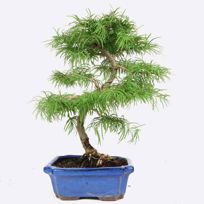 Pseudolarix - Goldlärche, ca. 9-10 jährig, 35-40 cm, Gartenbonsai