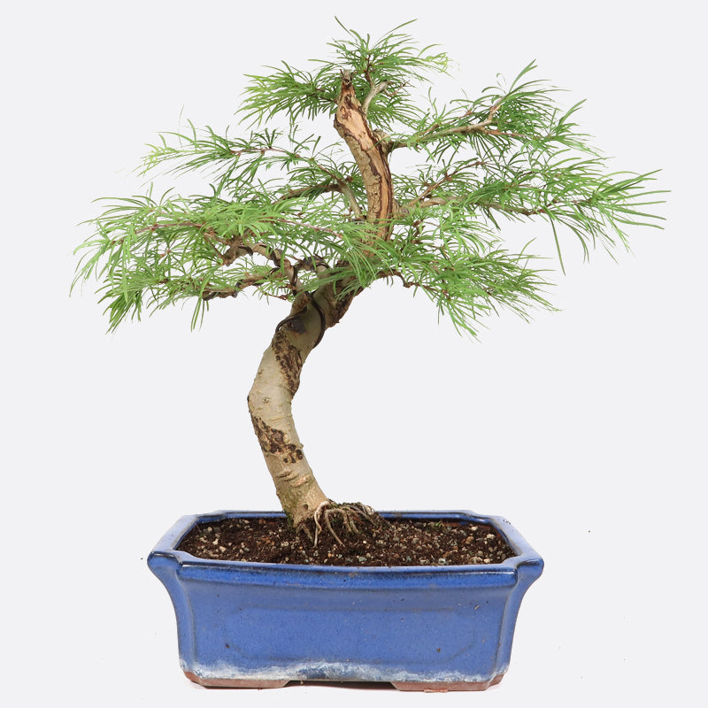 Pseudolarix - Goldlärche, ca. 15 jährig, 40-45 cm, Gartenbonsai