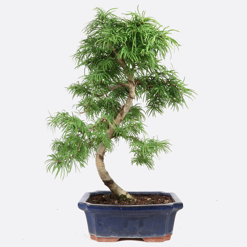 Pseudolarix - Goldlärche, ca. 9-10 jährig, 35-40 cm, Gartenbonsai