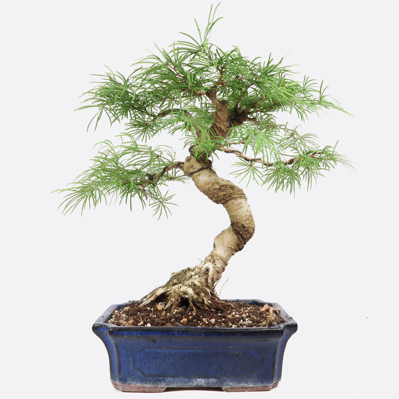 Pseudolarix - Goldlärche, ca. 15 jährig, 35-40 cm, Gartenbonsai