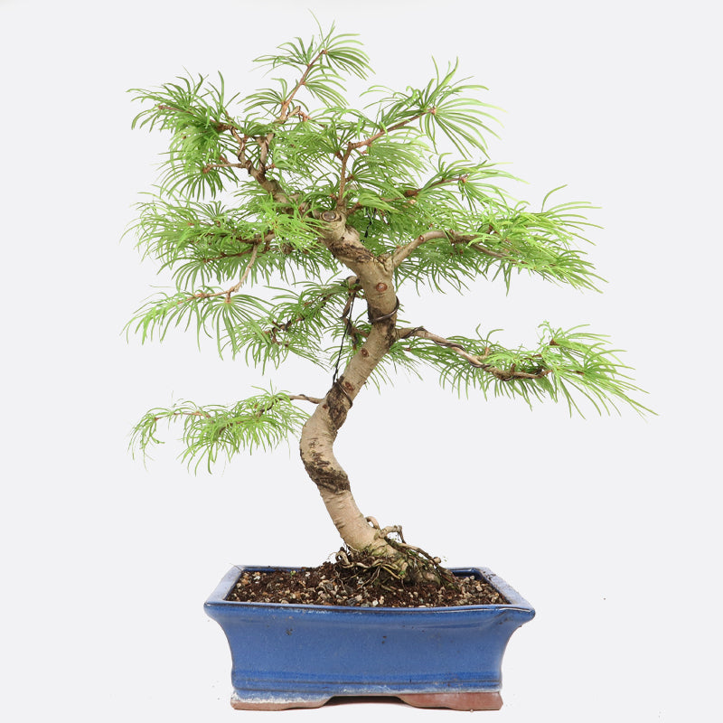 Pseudolarix - Goldlärche, ca. 15 jährig, 35-40 cm, Gartenbonsai