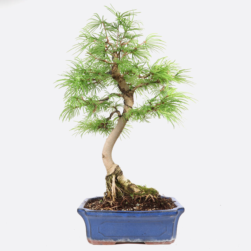 Pseudolarix - Goldlärche, ca. 15 jährig, 45-50 cm, Gartenbonsai