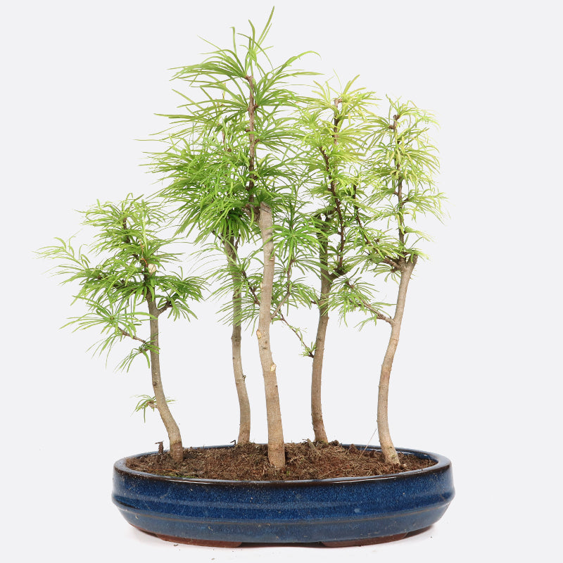 Pseudolarix - Goldlärche, ca. 5,6,7 jährig, 35-40 cm, Gartenbonsai