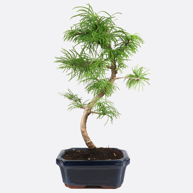 Pseudolarix - Goldlärche, ca. 7-8 jährig, 25-30 cm Gartenbonsai
