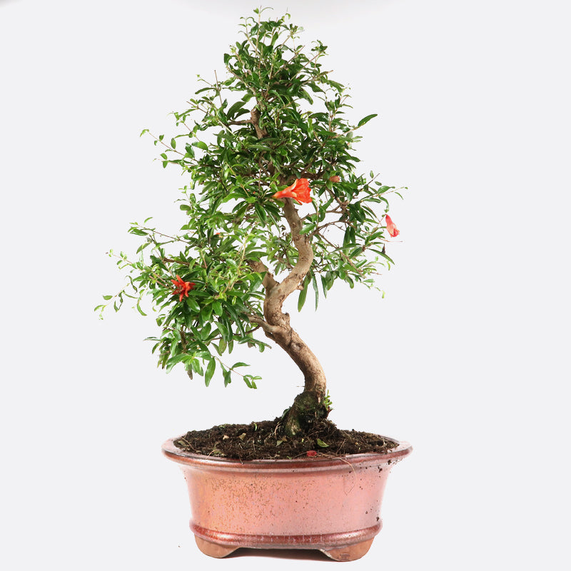 Punica - Granatapfel, ca. 12 jährig, 40-45 cm, Kalthausbonsai