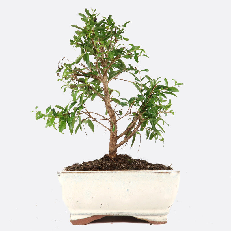 Punica - Granatapfel, ca. 7-8 jährig, 20-25 cm, Kalthausbonsai