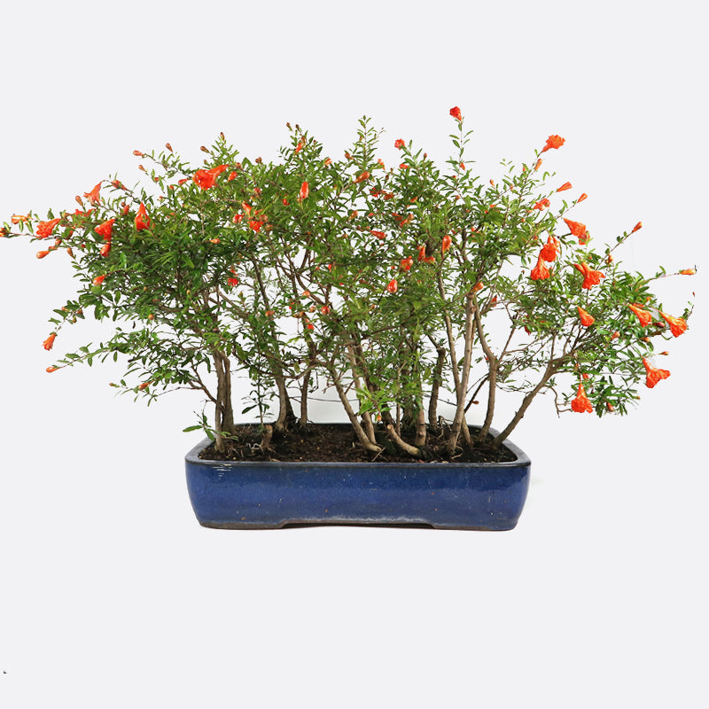 Punica - Granatapfel, ca. 12-13 jährig, 45-50 cm, Kalthausbonsai