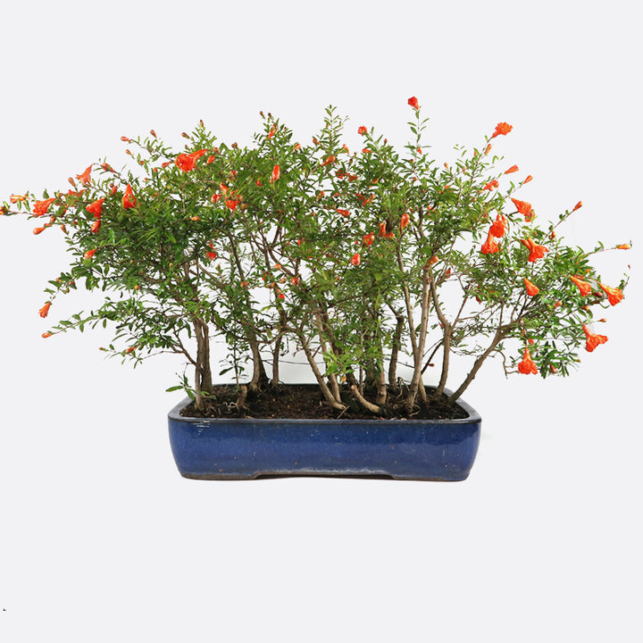Punica