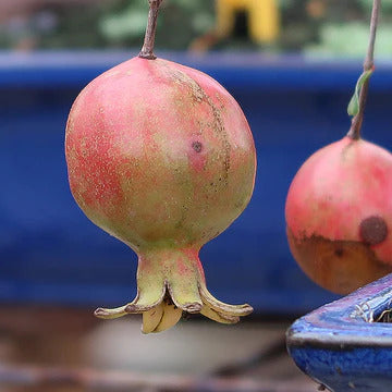 Punica - Granatapfel, ca. 12 jährig, 40-45 cm, Kalthausbonsai