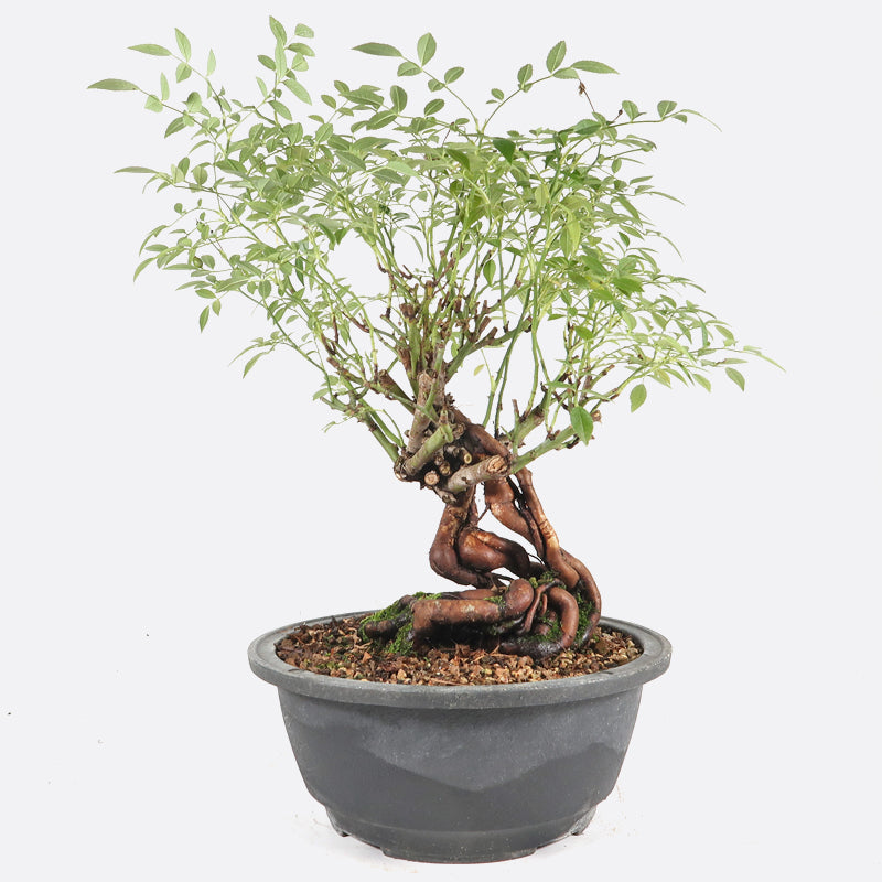 Rosa - Wildrose, ca. 14 jährig, 35-40 cm, Gartenbonsai