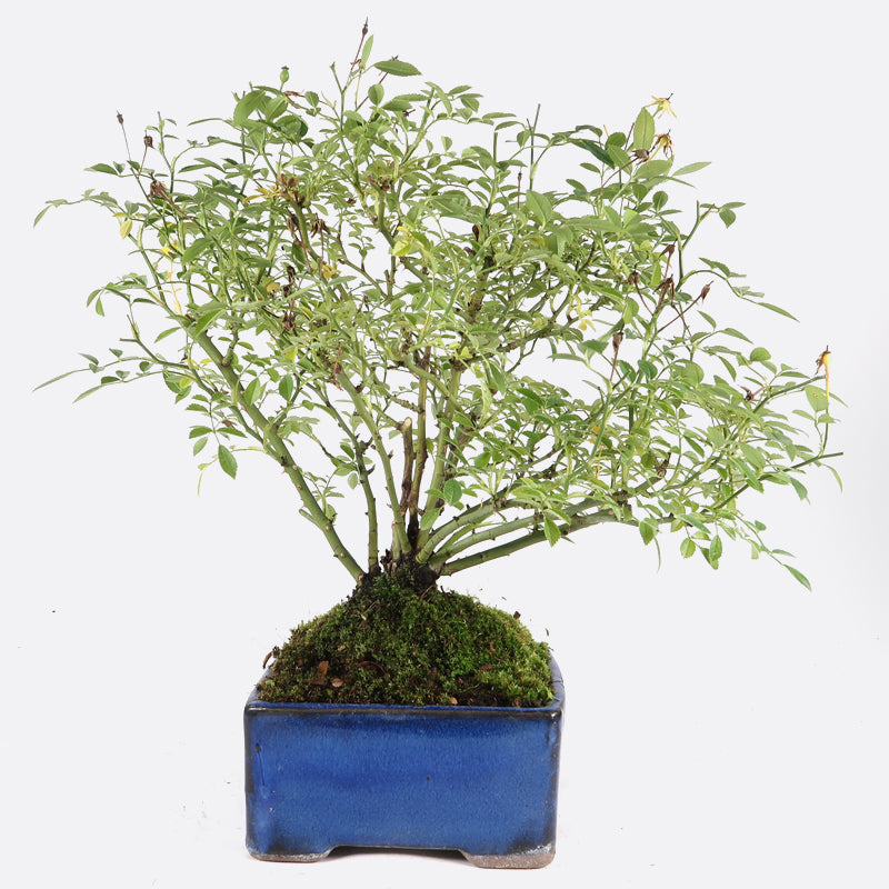 Rosa - Wildrose, ca. 8-9 jährig, 25-30 cm, Gartenbonsai