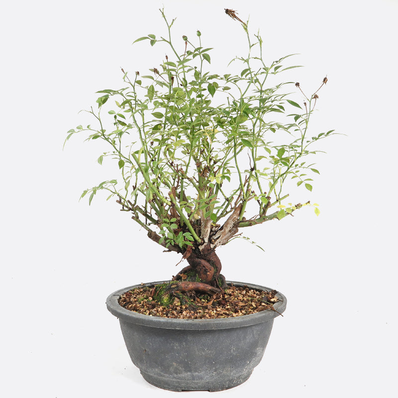 Rosa - Wildrose, ca. 14 jährig, 35-40 cm, Gartenbonsai