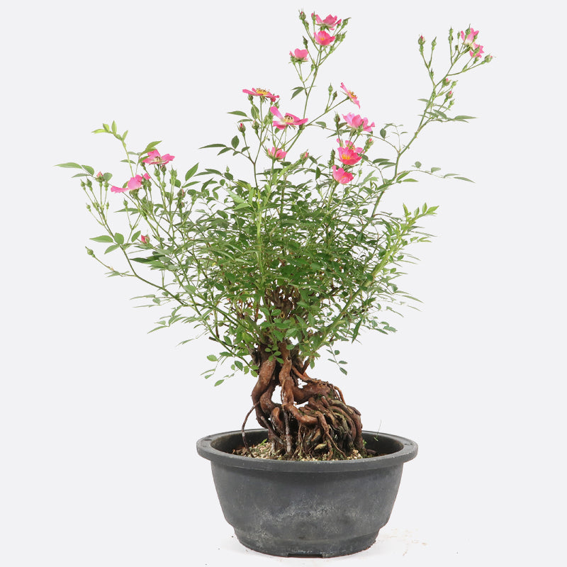 Rosa - Wildrose, ca. 14 jährig, Gartenbonsai