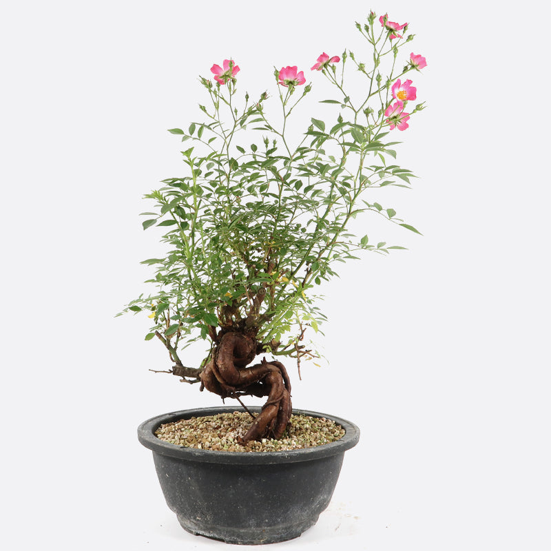 Rosa - Wildrose, ca. 14 jährig, Gartenbonsai