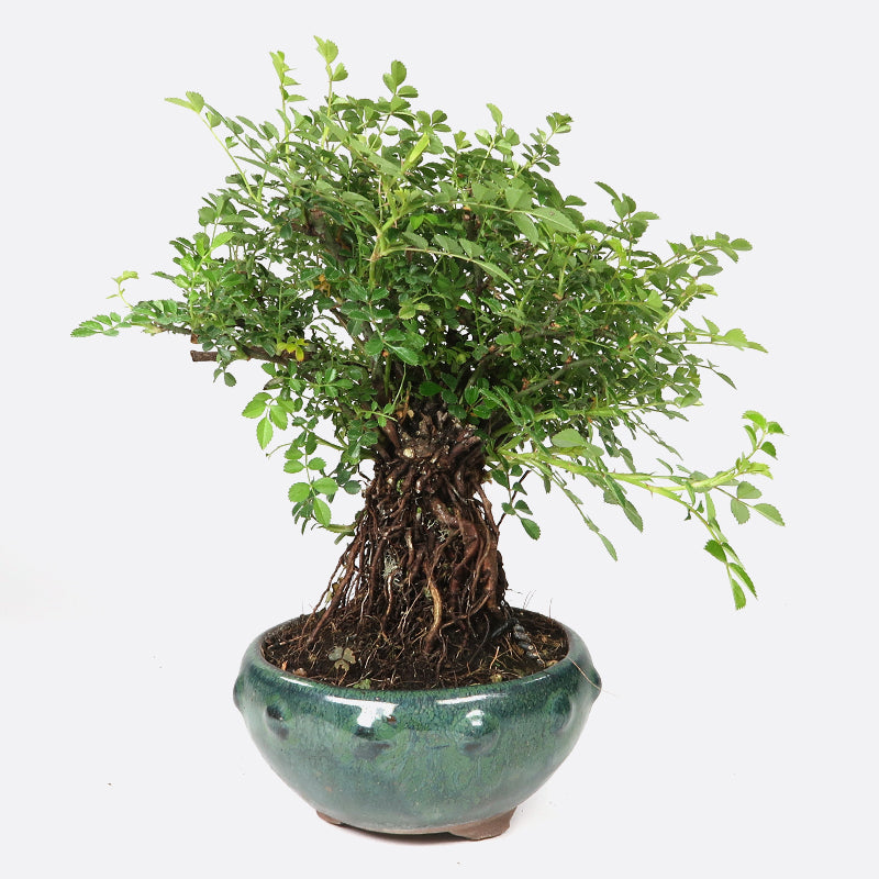 Rosa - Wildrose, ca. 11 jährig, 15-20 cm, Gartenbonsai