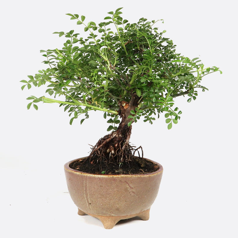 Rosa - Wildrose, ca. 11 jährig, 15-20 cm, Gartenbonsai