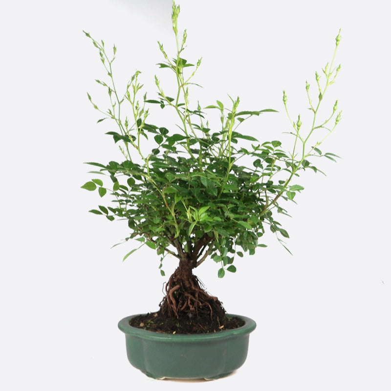 Rosa - Wildrose, ca. 11 jährig, 20-25 cm, Gartenbonsai