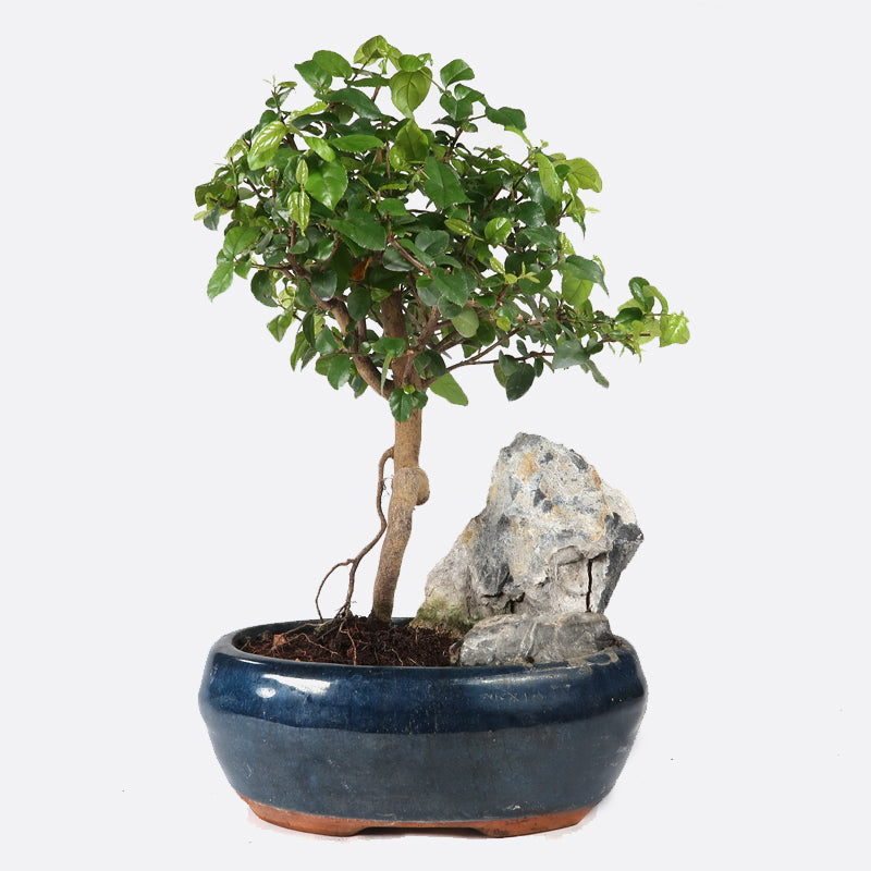 Sageretia thea - Falscher Tee, ca. 5 jährig, 25-30 cm, Zimmerbonsai