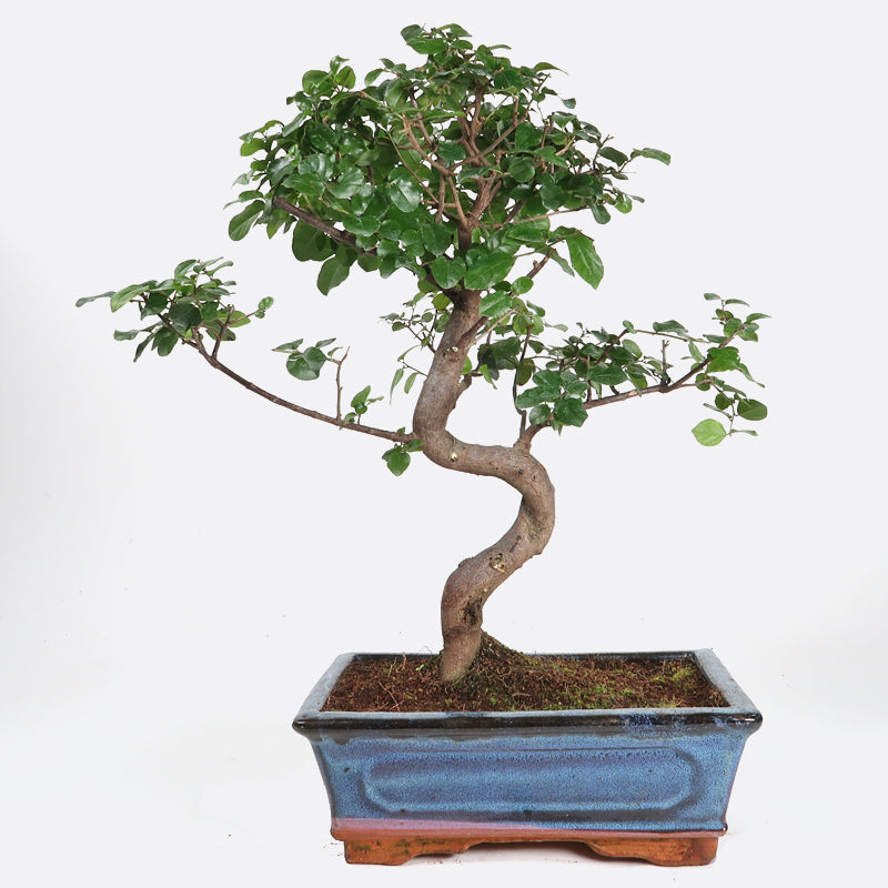 Sageretia thea - Falscher Tee, ca. 8 jährig, 30-35 cm, Zimmerbonsai