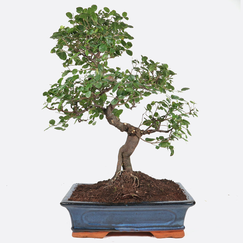 Sageretia thea - Falscher Tee, ca. 13 jährig, 45-50 cm, Zimmerbonsai