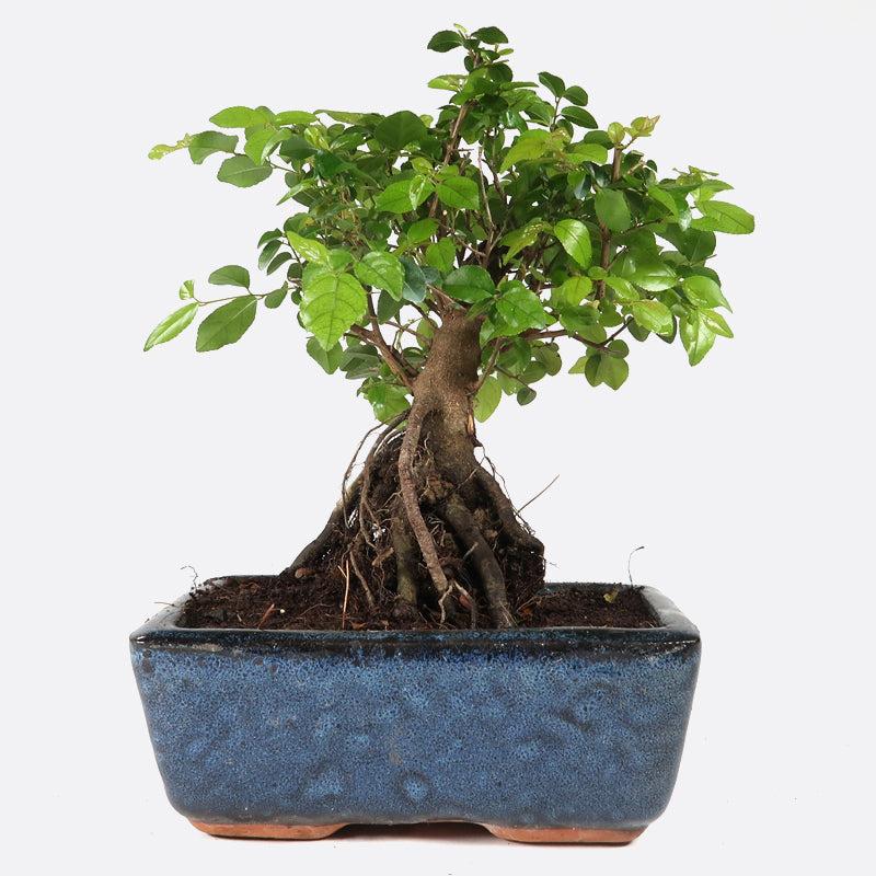 Sageretia thea - Falscher Tee, ca. 6 jährig, 20-25 cm, Zimmerbonsai