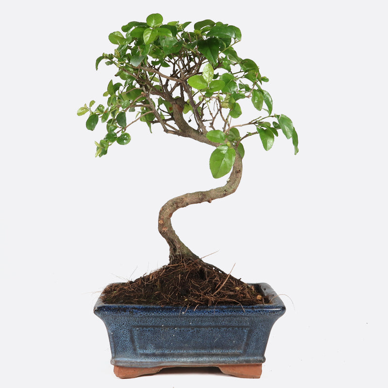 Sageretia thea - Falscher Tee, ca. 6 jährig, 25-30 cm, Zimmerbonsai